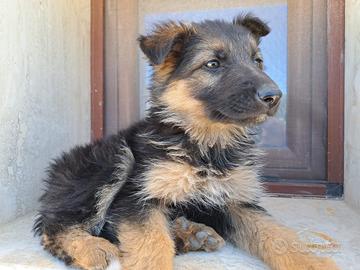 Cuccioli Pastore Tedesco