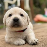 Cuccioli Labrador Gialli