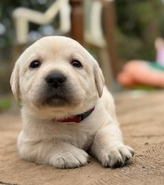 Cuccioli Labrador Gialli
