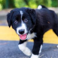 Cuccioli maschi border collie mix