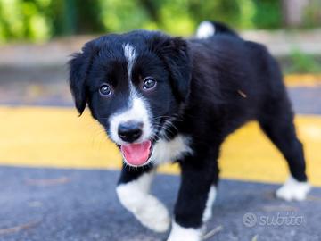 Cuccioli maschi border collie mix