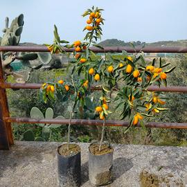 KUMQUAT 