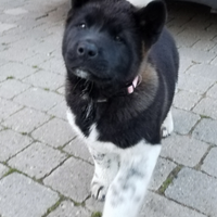 Cucciolo akita americano