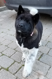 Cucciolo akita americano