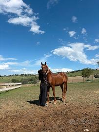 Cavallo Arabo