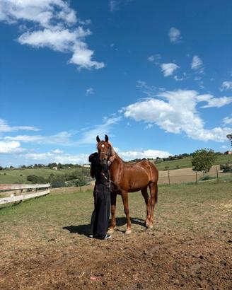Cavallo Arabo