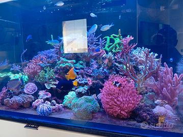 Acquario marino