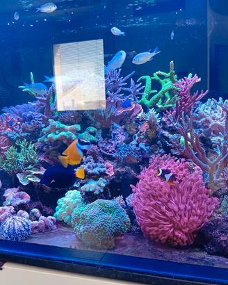 Acquario marino