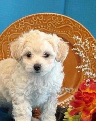 Maltese toy