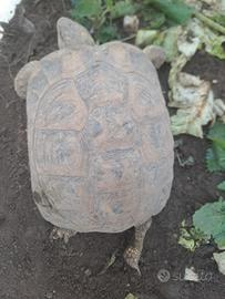 Tartaruga