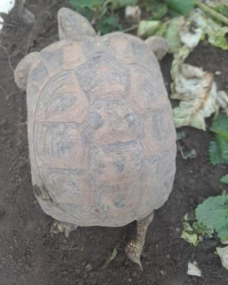 Tartaruga