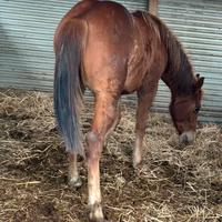 Quarter Horse
