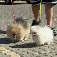 Spitz Di Pomerania Mini toy