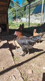 Gallo Marans