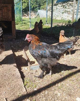 Gallo Marans
