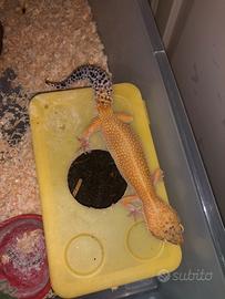 Gechi leopardini
