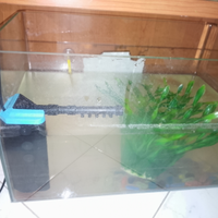 Pesciolino+acquario