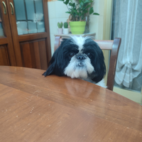 Shitzu maschio per accoppiarsi