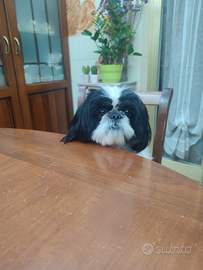 Shitzu maschio per accoppiarsi