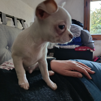 Chiuhuahua