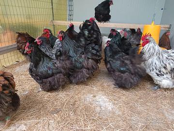 galline pavoni