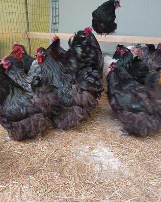 galline pavoni