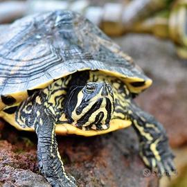 Tartarughina d'acqua