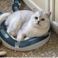 Accopiametno British shorthair
