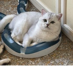 Accopiametno British shorthair