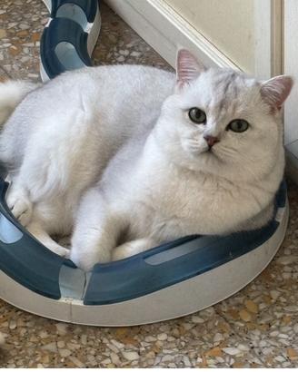 Accopiametno British shorthair