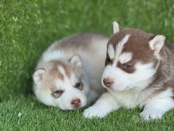 Husky