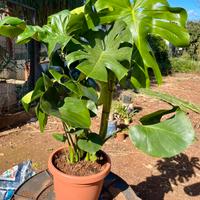 Vaso Monstera