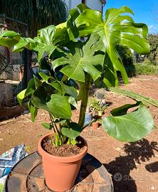 Vaso Monstera