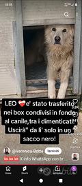 Adozione del cuore