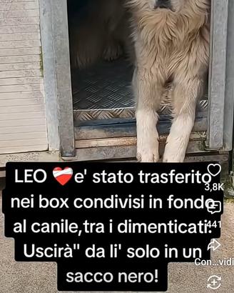 Adozione del cuore