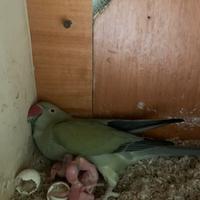 Parrocchetti dal collare