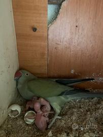 Parrocchetti dal collare