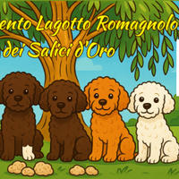 Cuccioli di Lagotto romagnolo con pedigree ROI