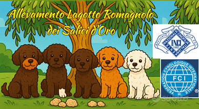 Cuccioli di Lagotto romagnolo con pedigree ROI