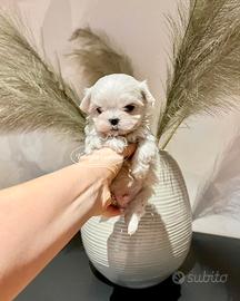 Cuccioli maltesi mini toy