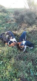 Beagle