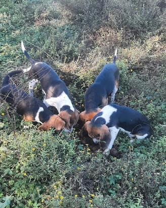 Beagle