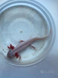 Axolotl arlecchino