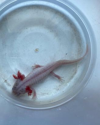 Axolotl arlecchino