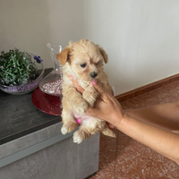 Cuccioli maltipoo