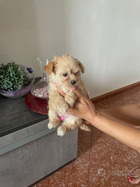 Cuccioli maltipoo