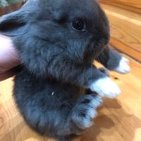 Conigli nani minitoy