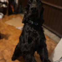 Cocker spaniel