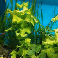 Piante per acquario 