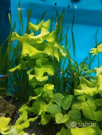 Piante per acquario 